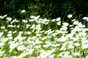 picture of daisies growing wild